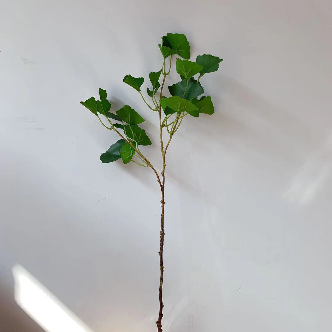 Decoratieve ginkgo biloba-tak