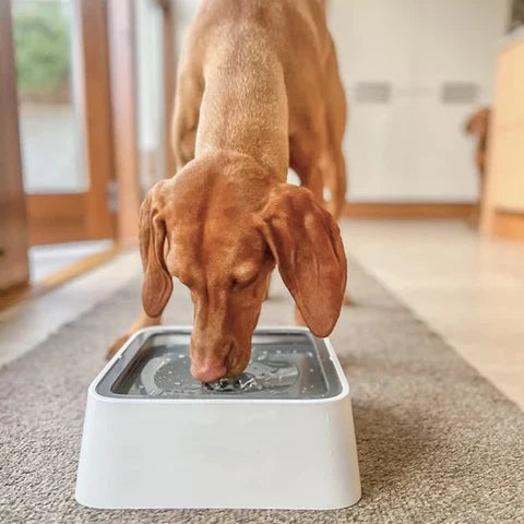 Drinkbak voor honden